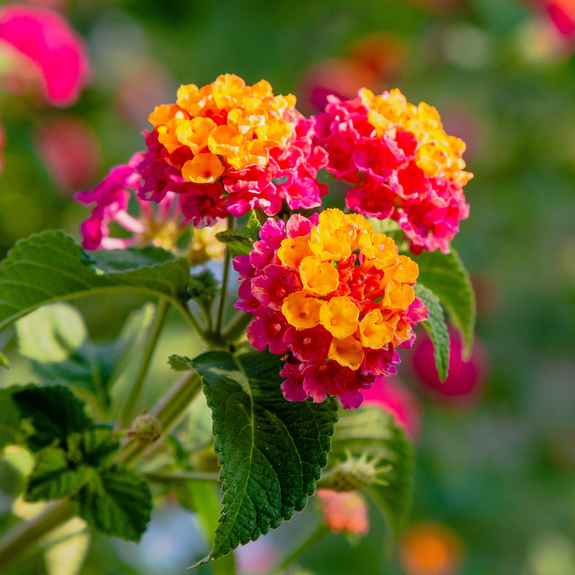 Lantane 'Passionfruit' (x3) - Lantana Passionfruit - Bakker
