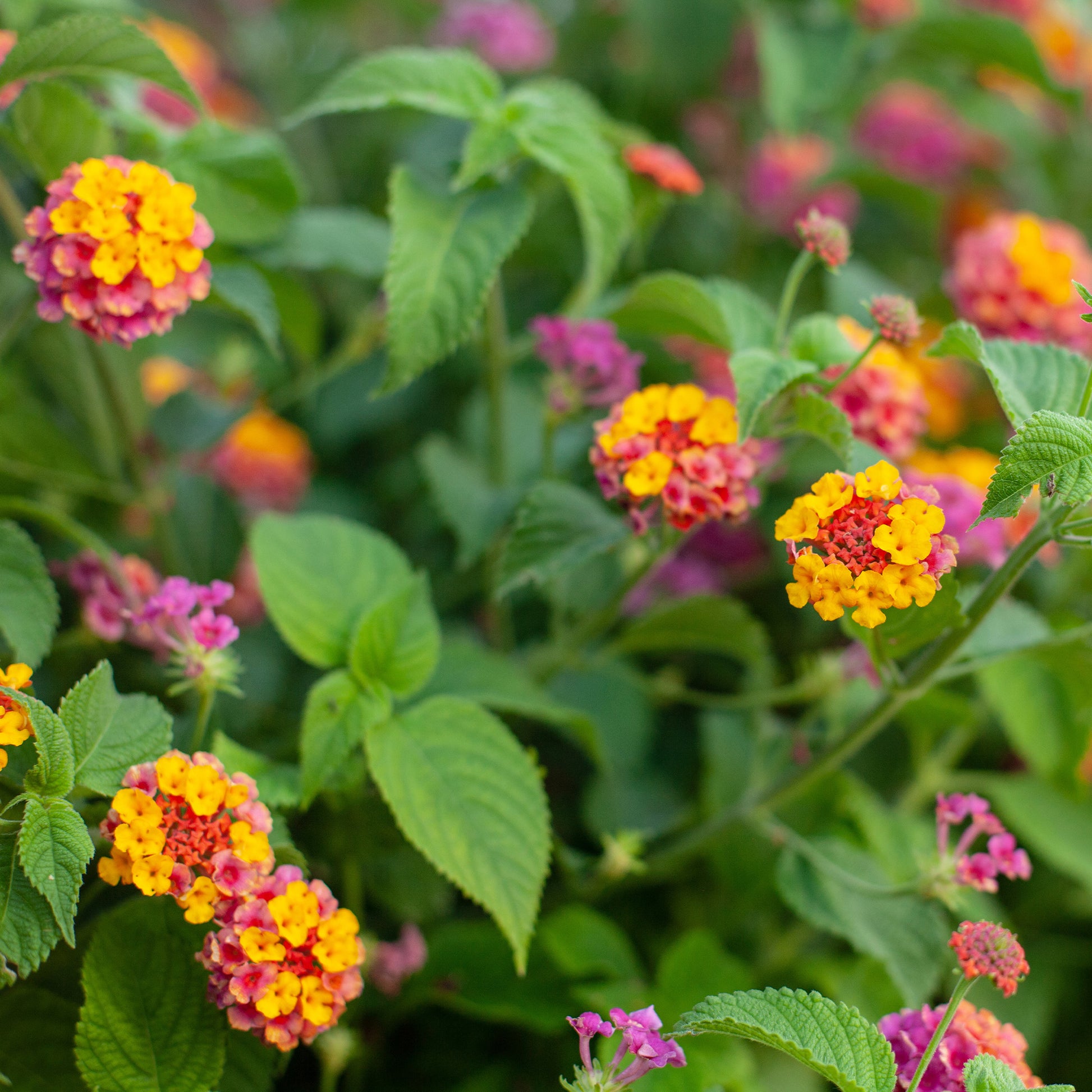 Blumen für Terrasse und Balkon - Lantane 'Passionfruit' (x3) - Lantana Passionfruit