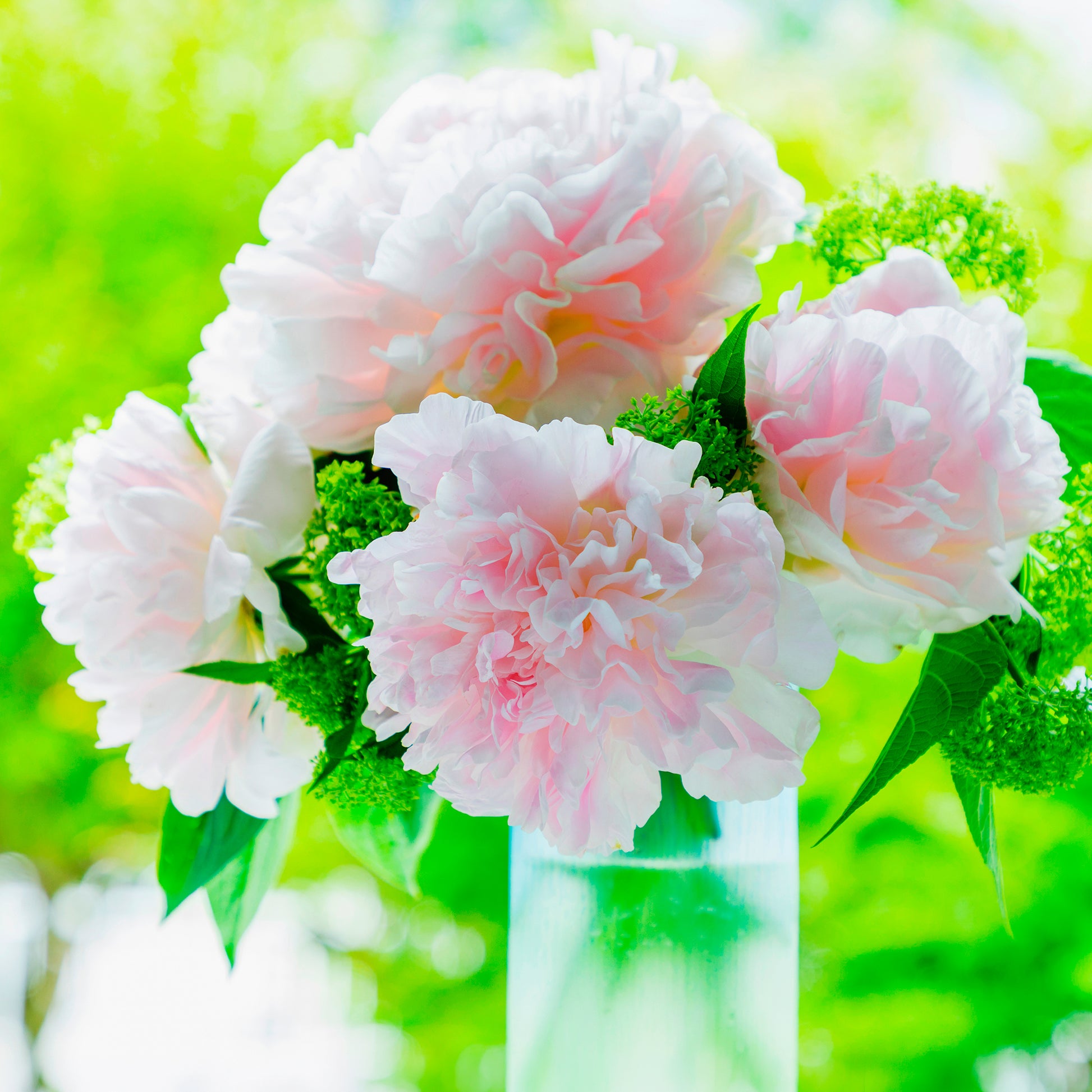 Verkauf Pfingstrose Albert Crousse - Paeonia lactiflora Albert Crousse