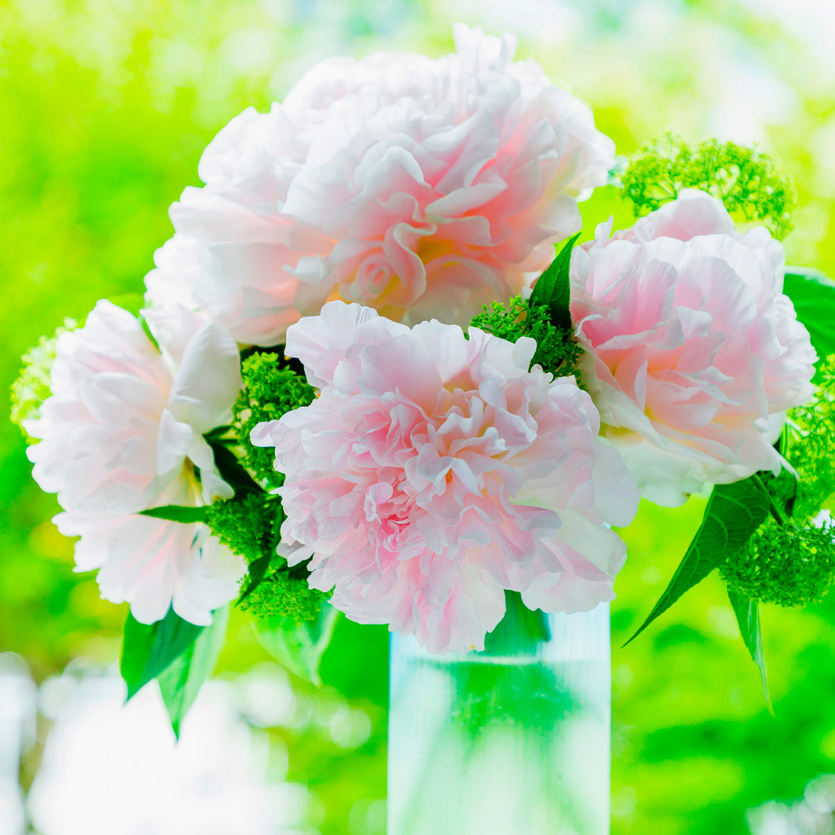 Verkauf Pfingstrose Albert Crousse - Paeonia lactiflora Albert Crousse