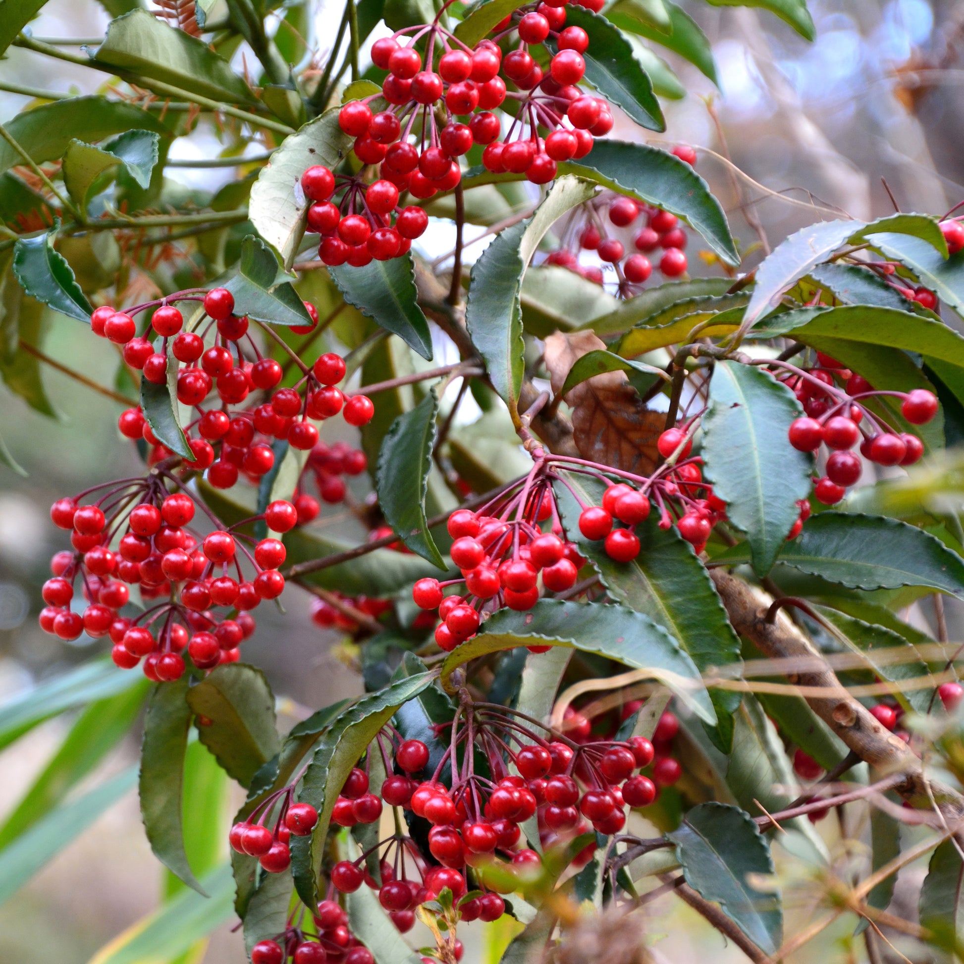 Verkauf Weihnachtsbeere (Ardisia crenata) - Ardisia crenata