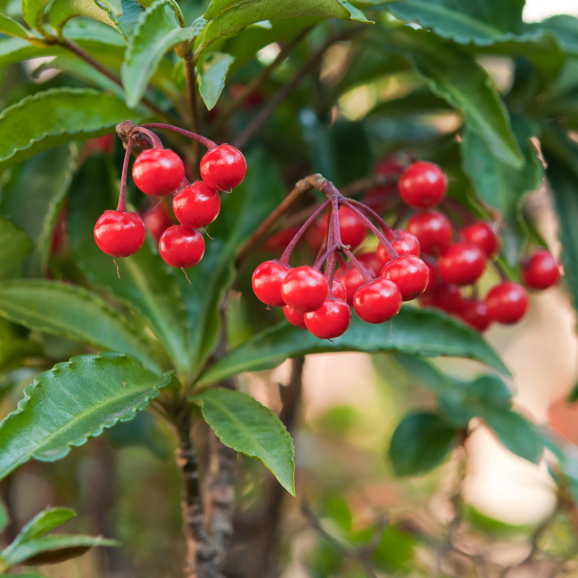 Ardisia crenata - Weihnachtsbeere (Ardisia crenata) - Blühende Zimmerpflanzen