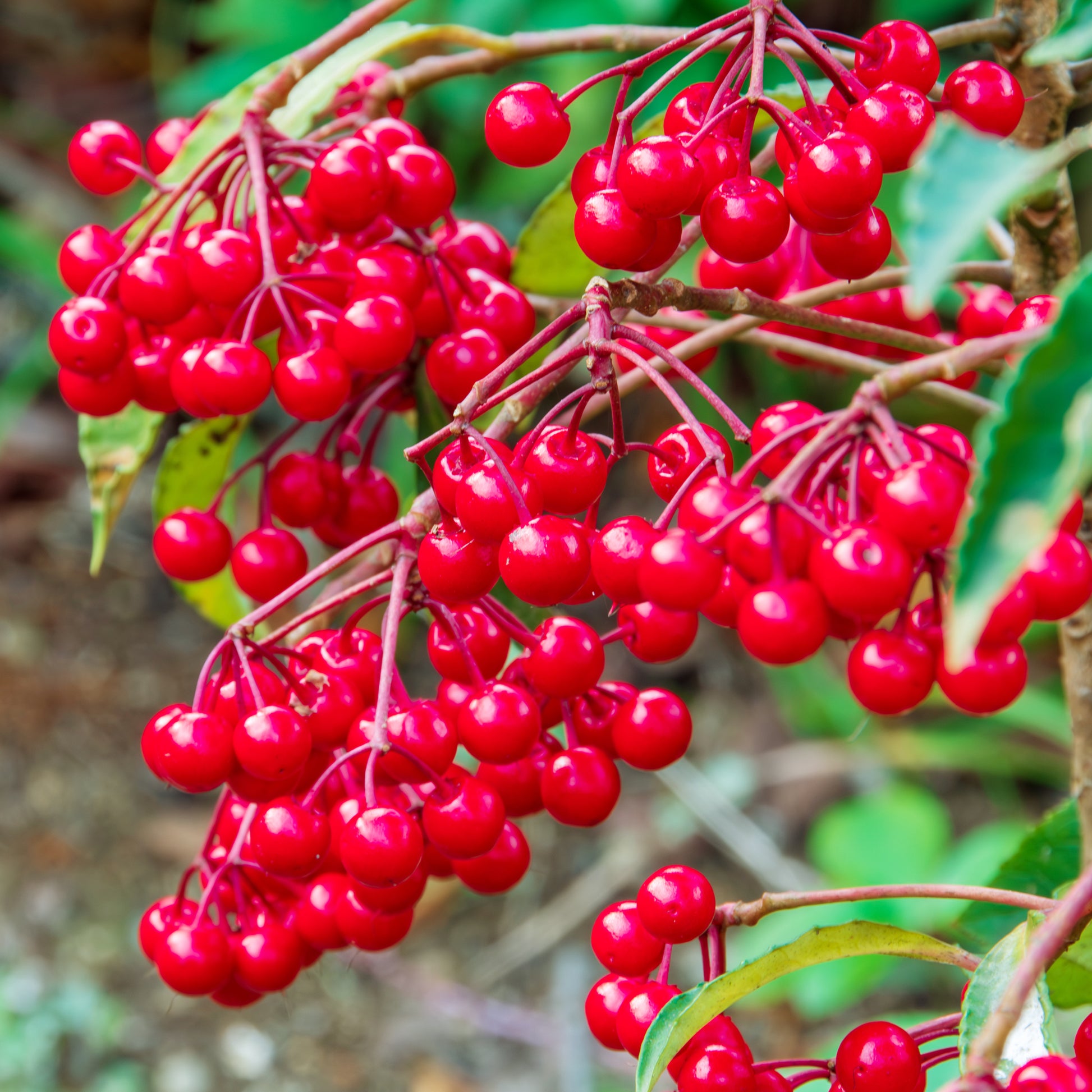 Blühende Zimmerpflanzen - Weihnachtsbeere (Ardisia crenata) - Ardisia crenata