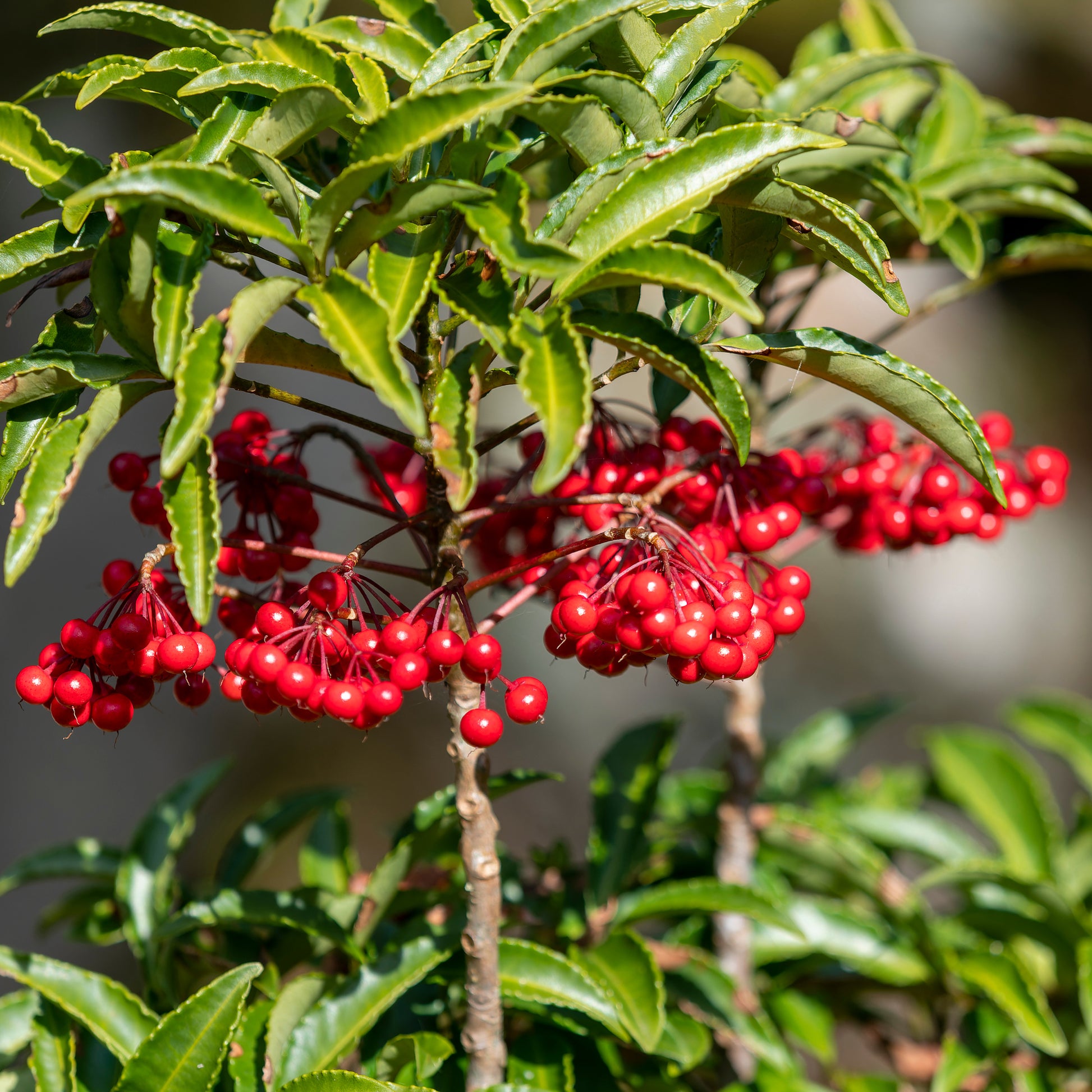 Weihnachtsbeere (Ardisia crenata) - Bakker