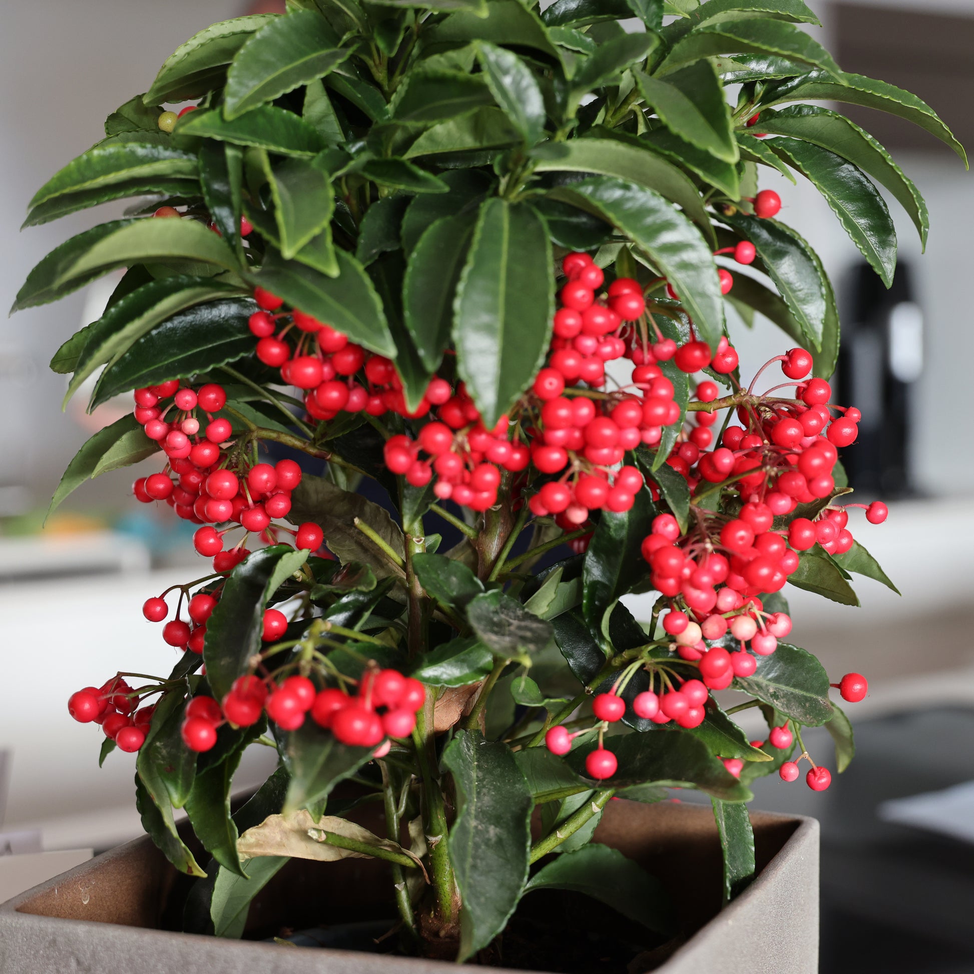 Weihnachtsbeere (Ardisia crenata) - Ardisia crenata - Bakker
