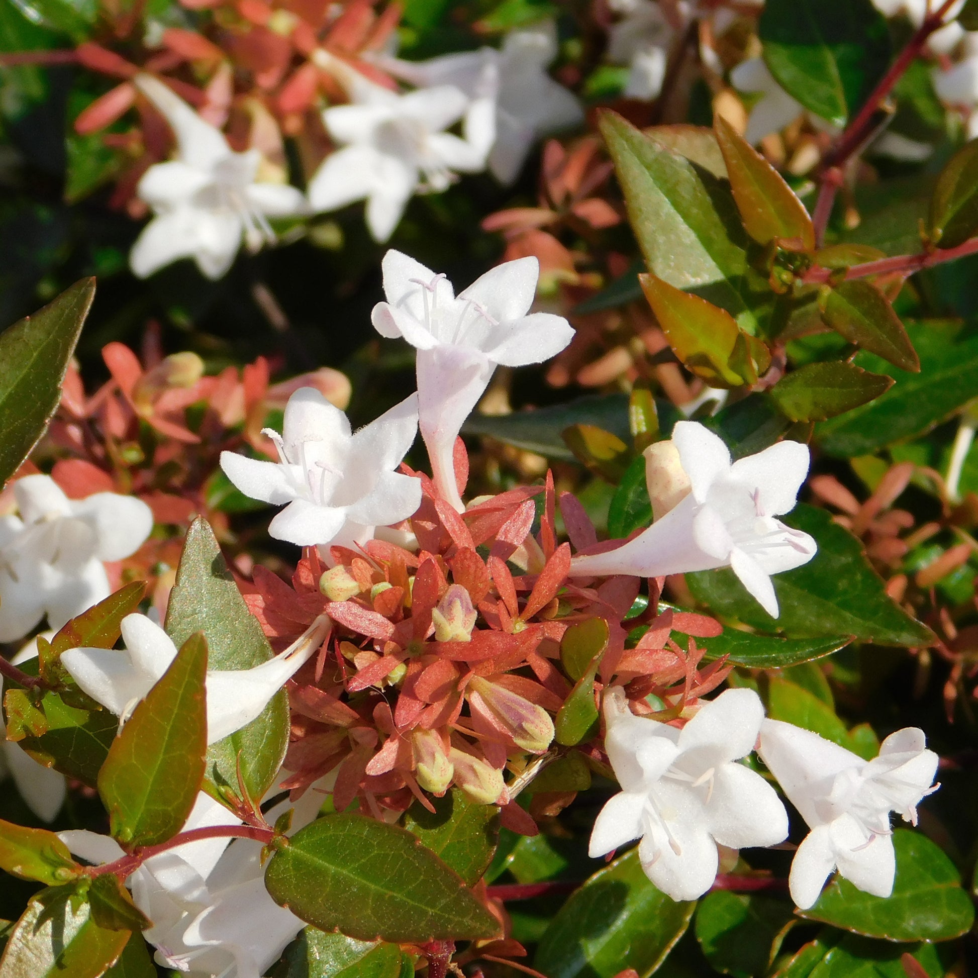 Abelia grandiflora Pisto - Großblütige Abelie Pisto - Abelia