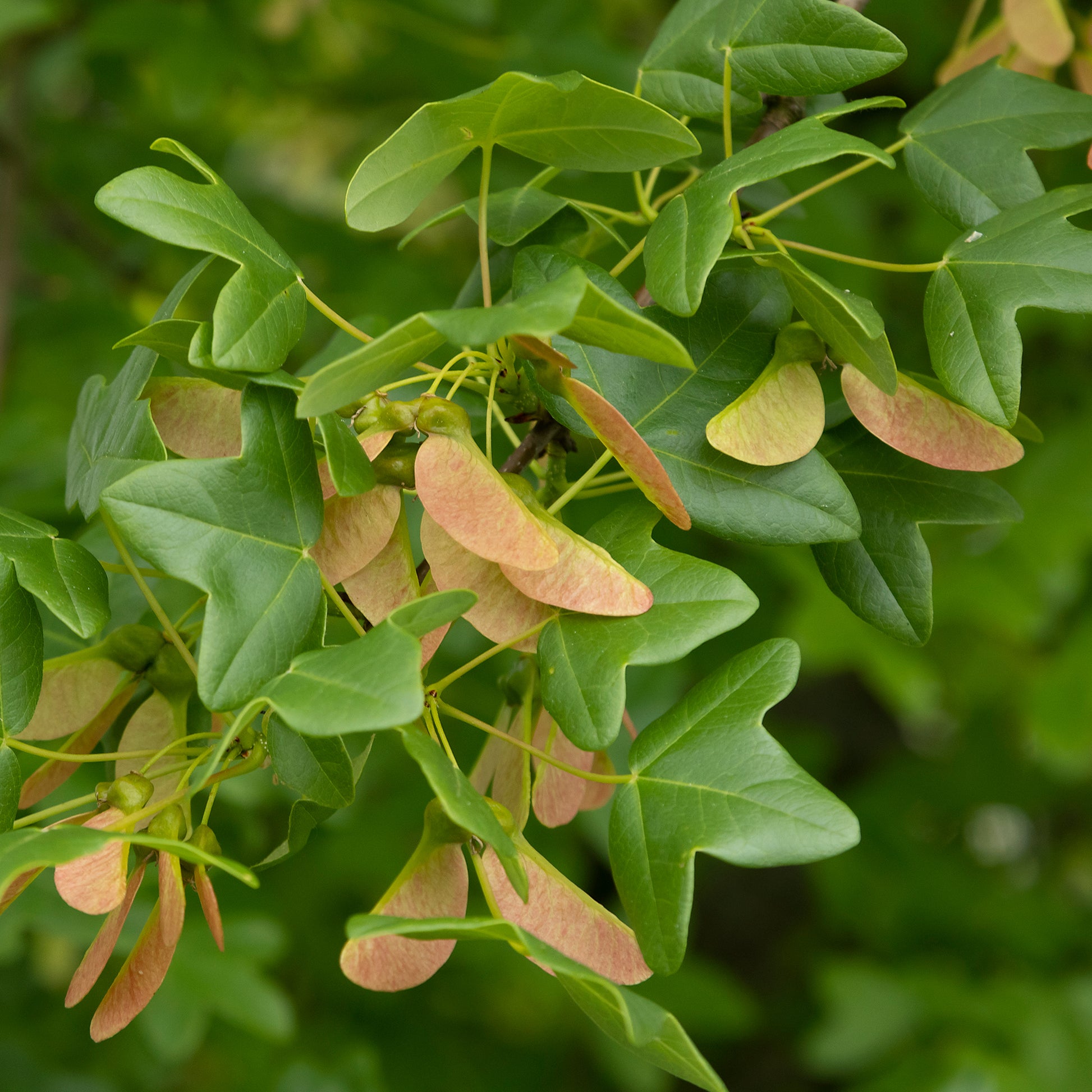 Verkauf Montpellier-Ahorn - Acer monspessulanum