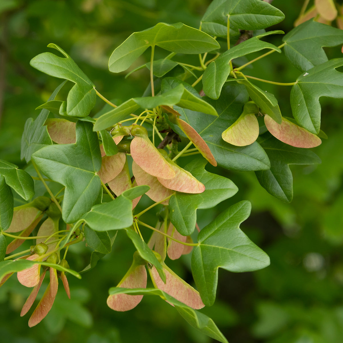 Verkauf Montpellier-Ahorn - Acer monspessulanum