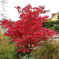 Japanischer Ahorn Osakazuki - Acer palmatum Osakazuki - Bakker