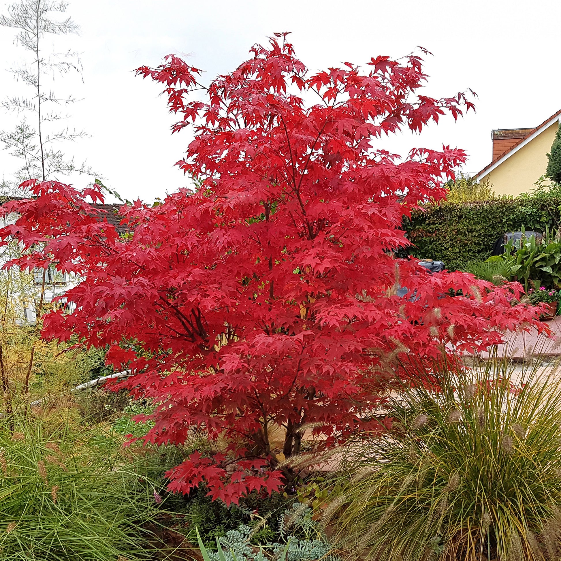 Japanischer Ahorn Osakazuki - Acer palmatum Osakazuki - Bakker