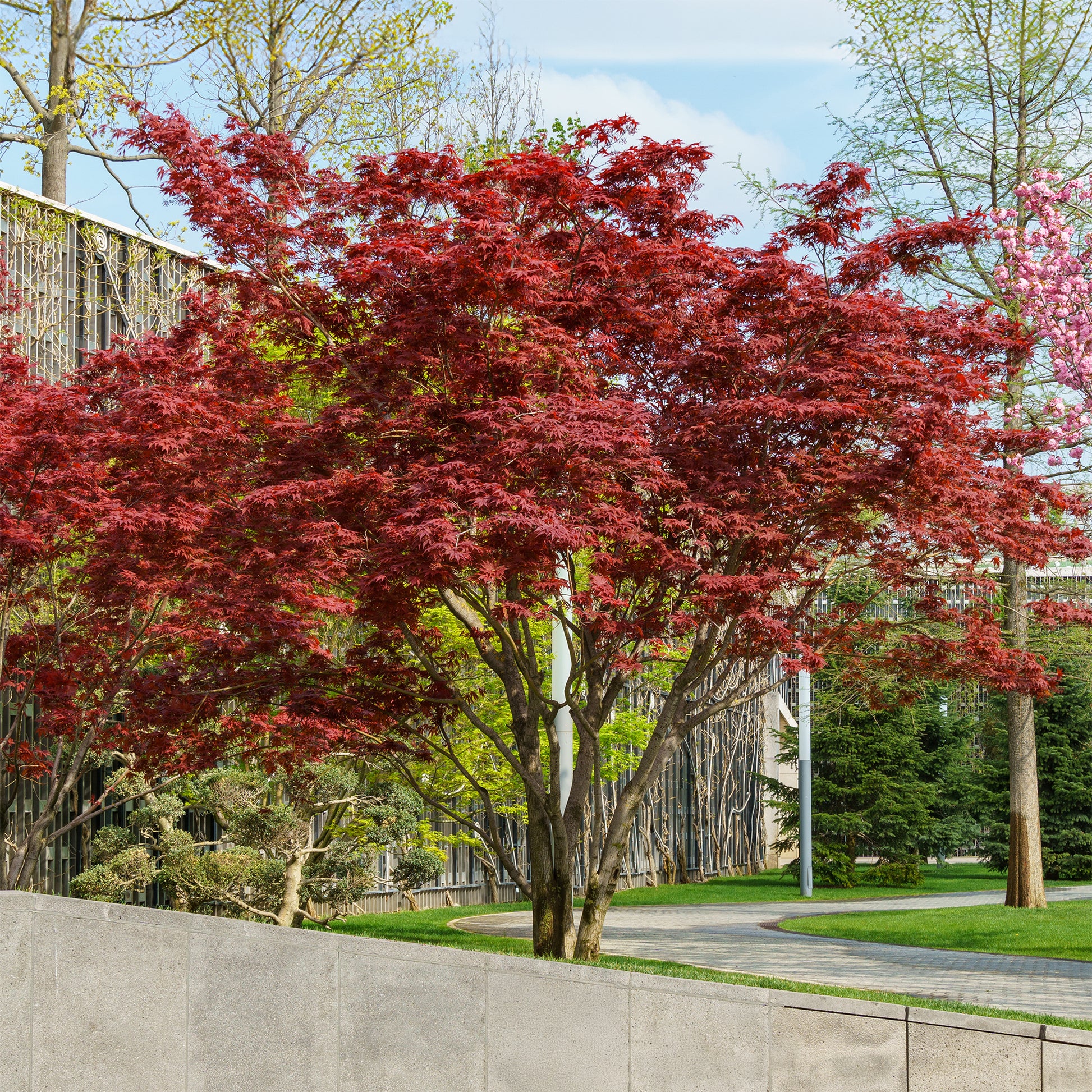 Japanischer Ahorn 'Atropurpureum' - Acer palmatum Atropurpureum - Bakker