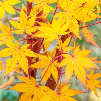 Japanischer Ahorn - Japanischer Ahorn Sango-kaku - Acer palmatum Sangokaku