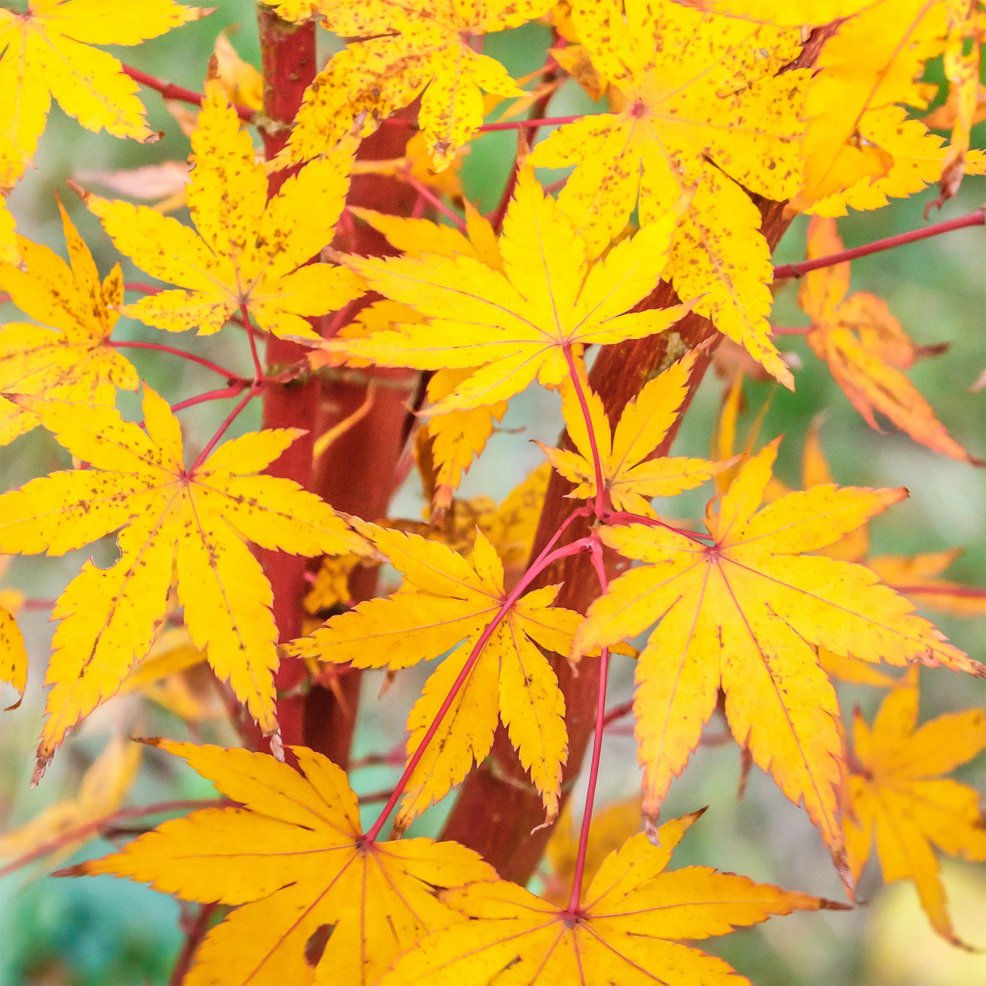 Japanischer Ahorn - Japanischer Ahorn Sango-kaku - Acer palmatum Sangokaku