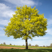 Acer platanoides - Spitzahorn - Ahorn