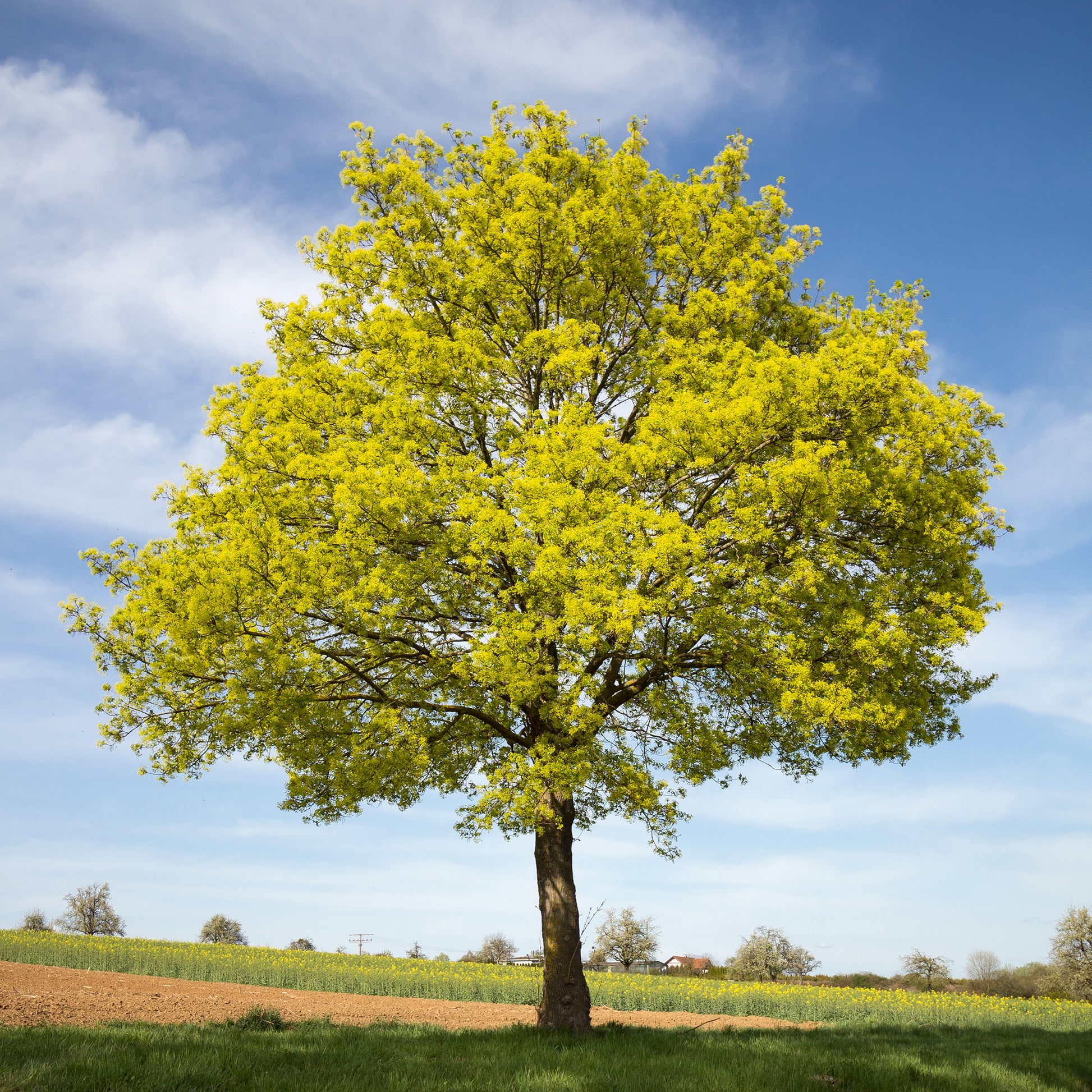 Acer platanoides - Spitzahorn - Ahorn
