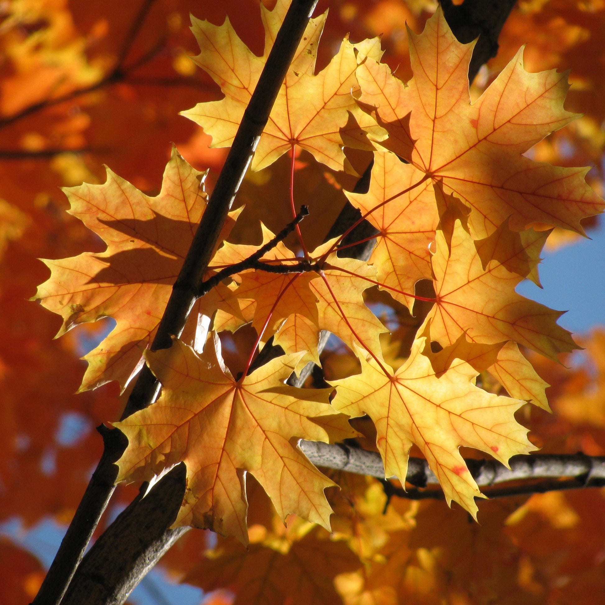 Verkauf Spitzahorn - Acer platanoides