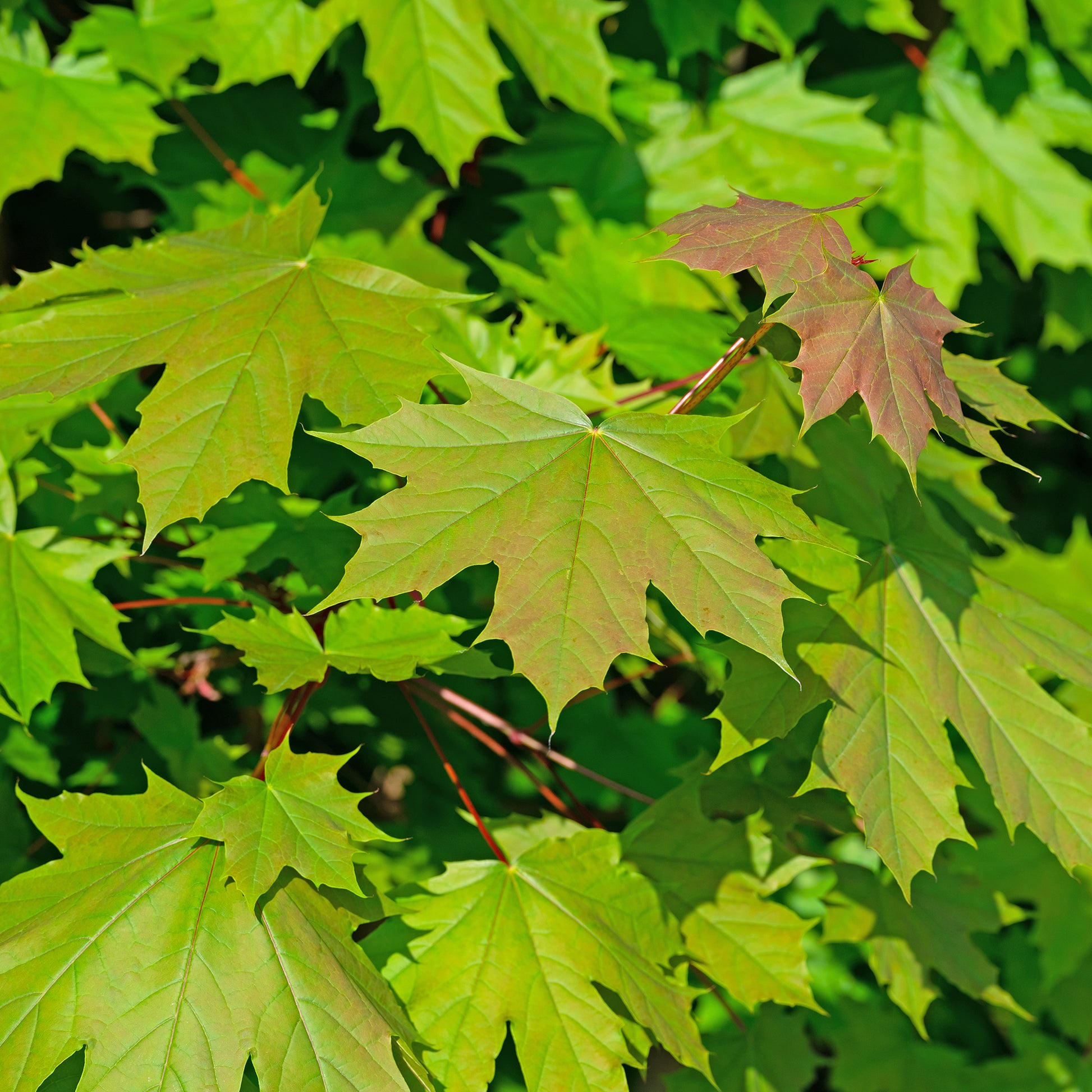 Spitzahorn - Acer platanoides - Bakker