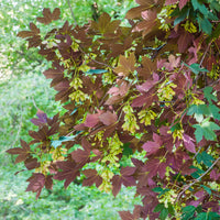 Bergahorn 'Atropurpureum' - Acer pseudoplatanus Atropurpureum - Bakker