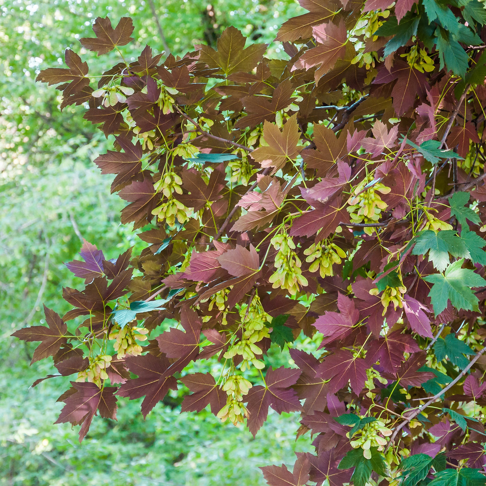 Bergahorn 'Atropurpureum' - Acer pseudoplatanus Atropurpureum - Bakker
