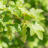 Ahorn - Bergahorn - Acer pseudoplatanus