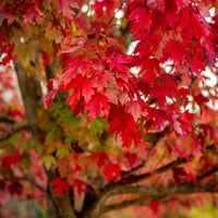 Silber-Ahorn - Acer saccharinum - Bakker