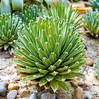 Agave victoriae reginae - Königin-Victoria-Agave - Agave