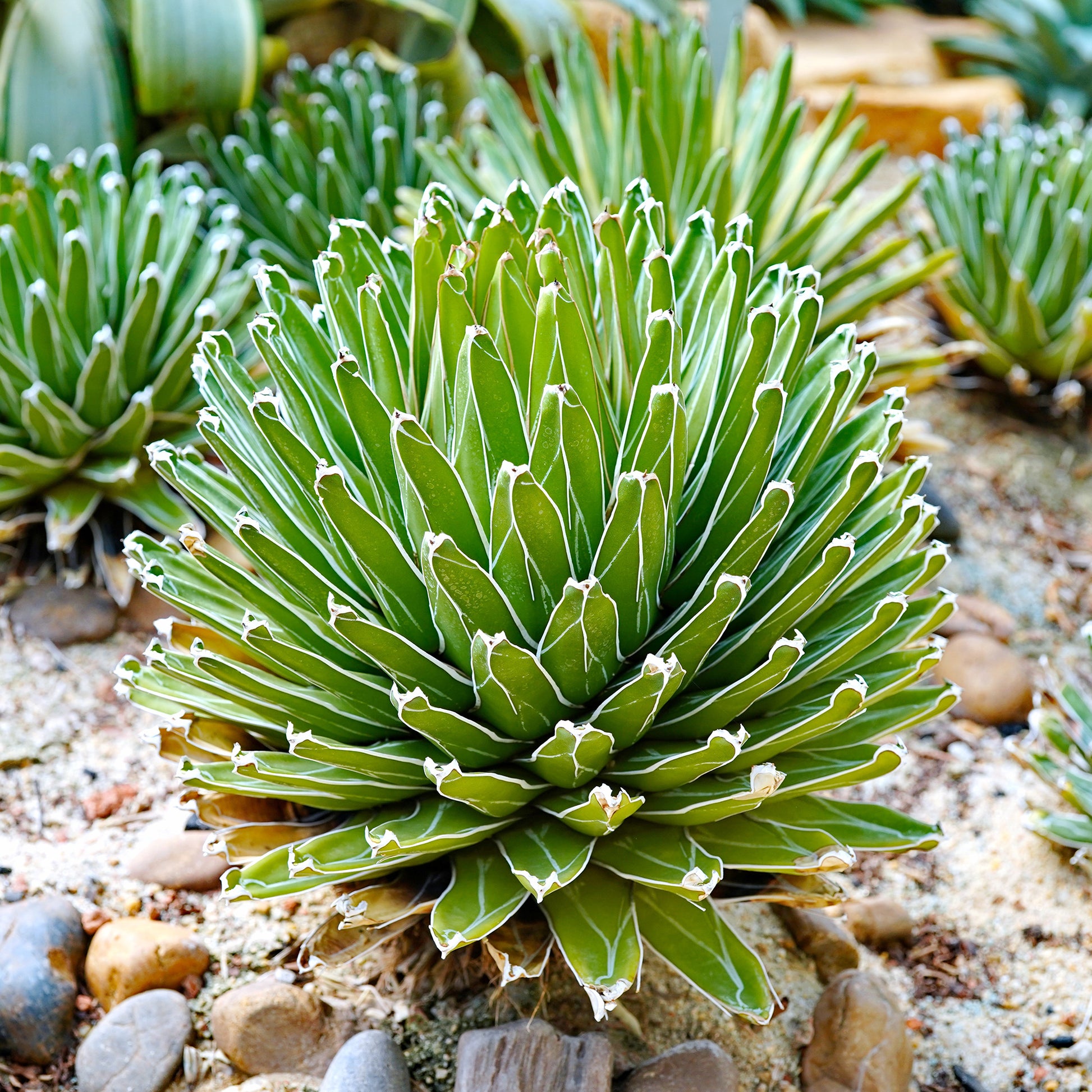 Agave victoriae reginae - Königin-Victoria-Agave - Agave