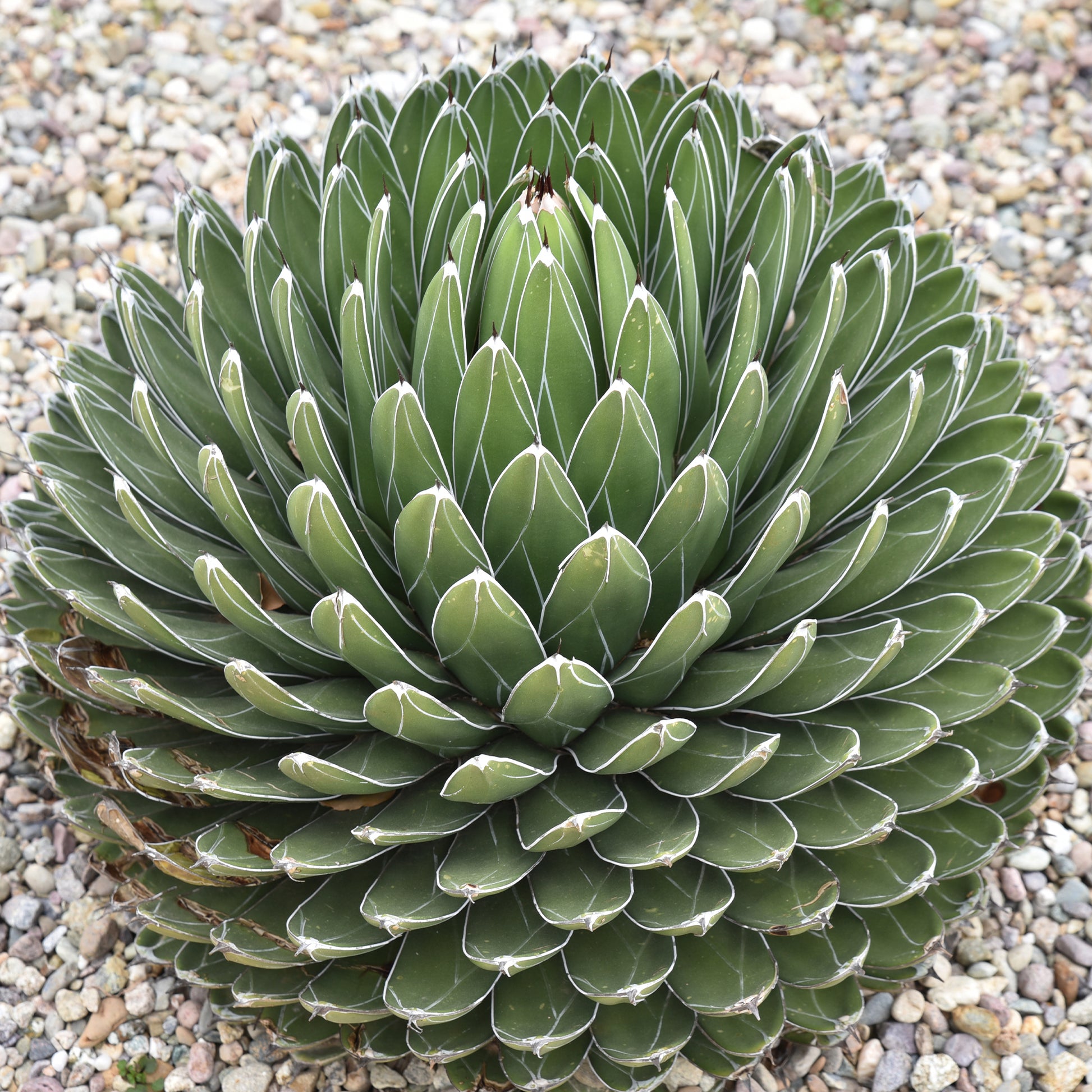 Verkauf Königin-Victoria-Agave - Agave victoriae reginae