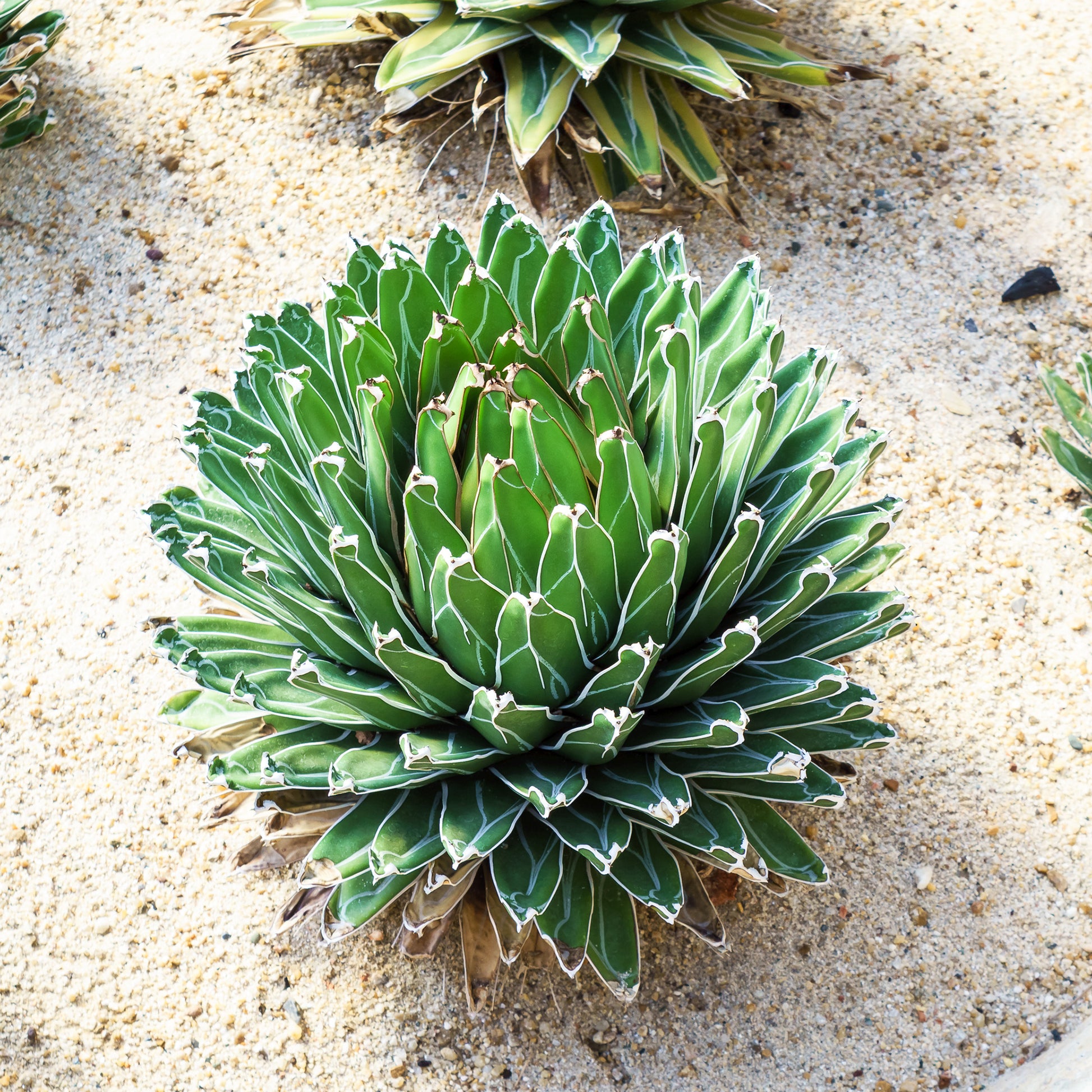 Königin-Victoria-Agave - Agave victoriae reginae - Bakker