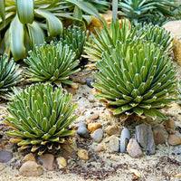 Agave - Königin-Victoria-Agave - Agave victoriae reginae