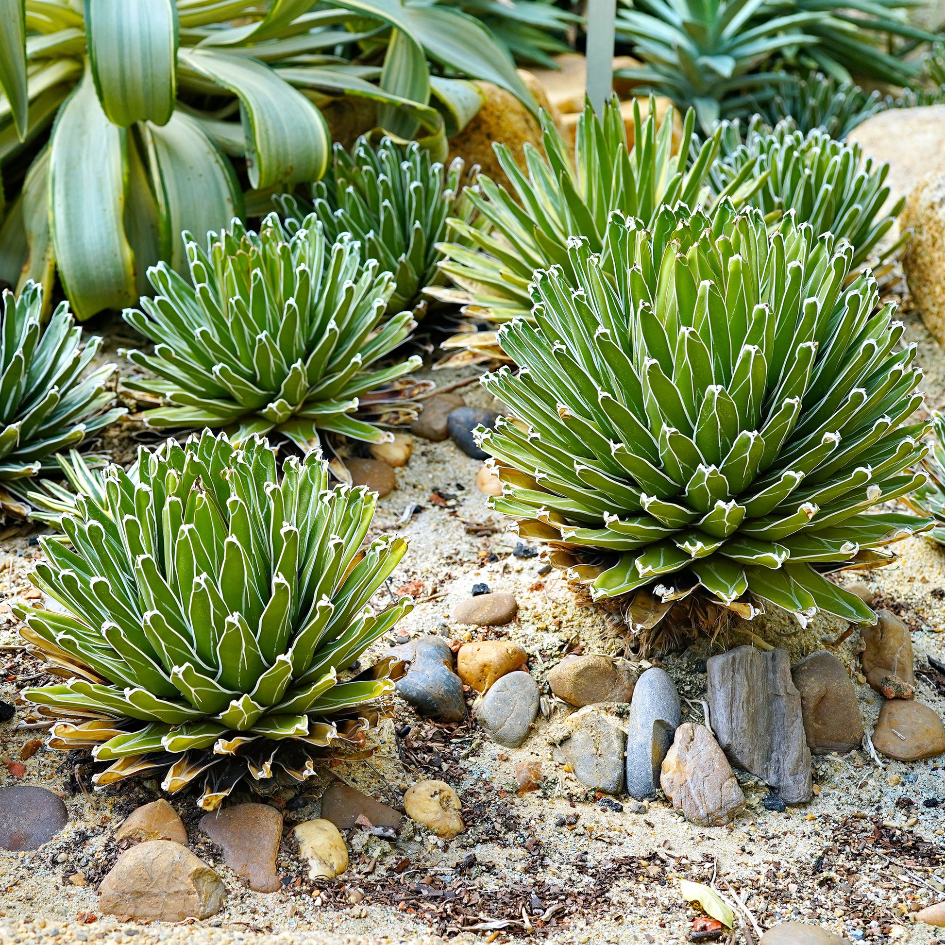 Agave - Königin-Victoria-Agave - Agave victoriae reginae