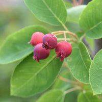 Amelanchier canadensis - Kanadische Felsenbirne - Blühende Sträucher