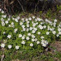 Buschwindröschen - Anemone nemorosa - Bakker