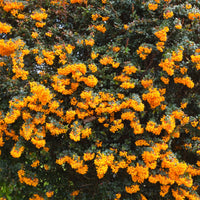 Berberis darwinii - Darwin-Berberitze - Berberis - Berberitze