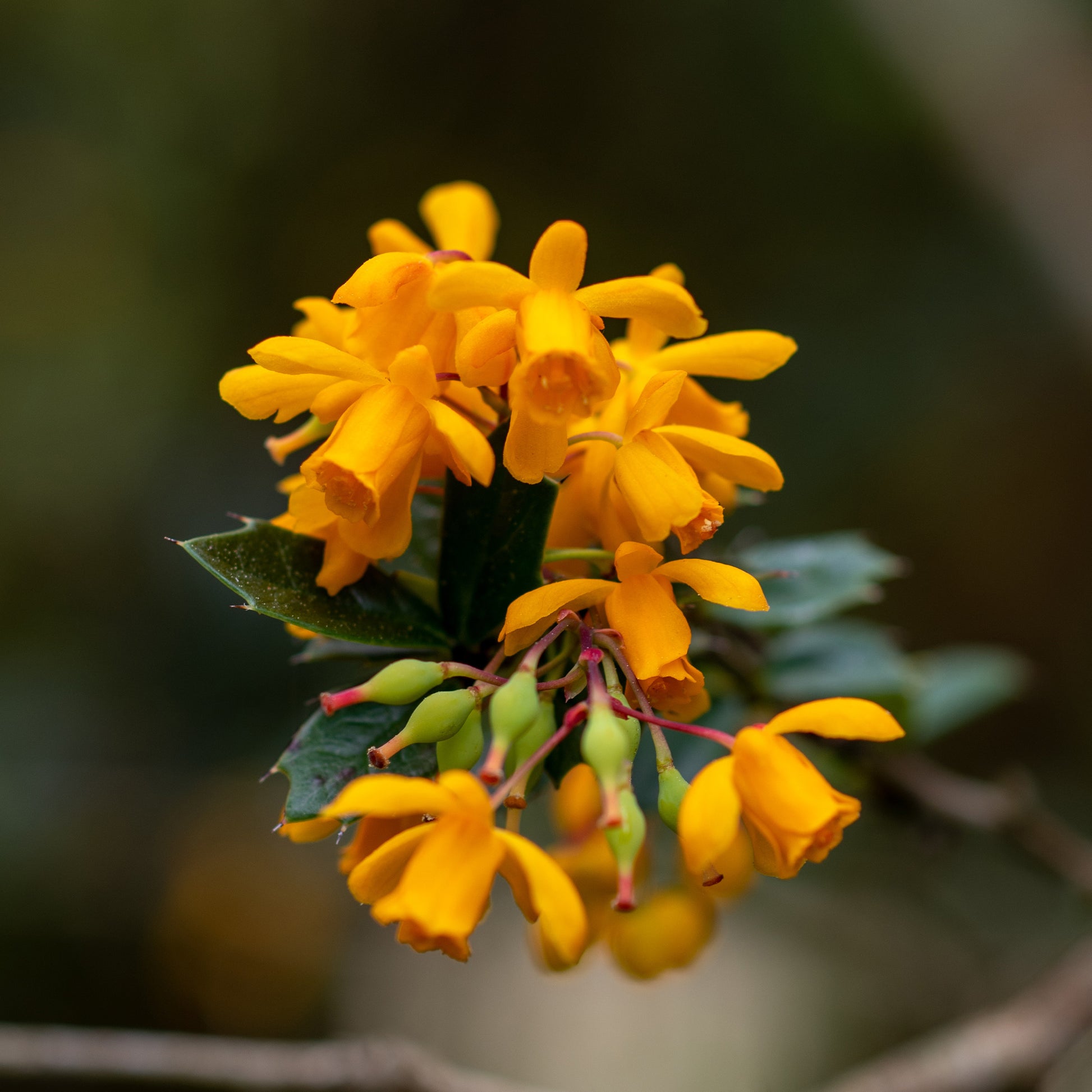 Darwin-Berberitze - Berberis darwinii - Bakker