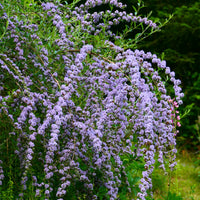 Buddleja alternifolia - Wechselblättriger Sommerflieder - Schmetterlingsstrauch - Buddleja