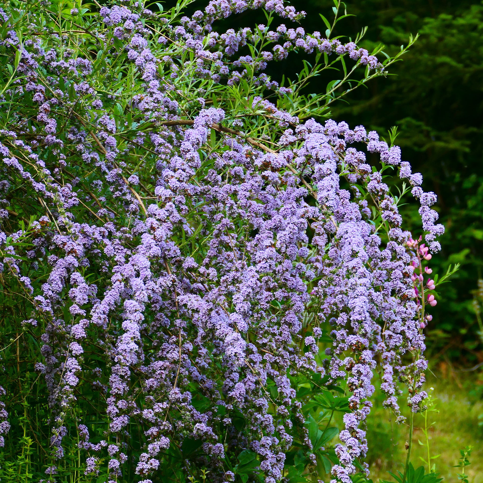 Buddleja alternifolia - Wechselblättriger Sommerflieder - Schmetterlingsstrauch - Buddleja