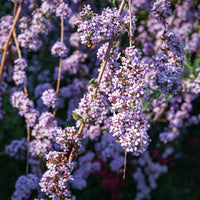 Wechselblättriger Sommerflieder - Buddleja alternifolia - Bakker