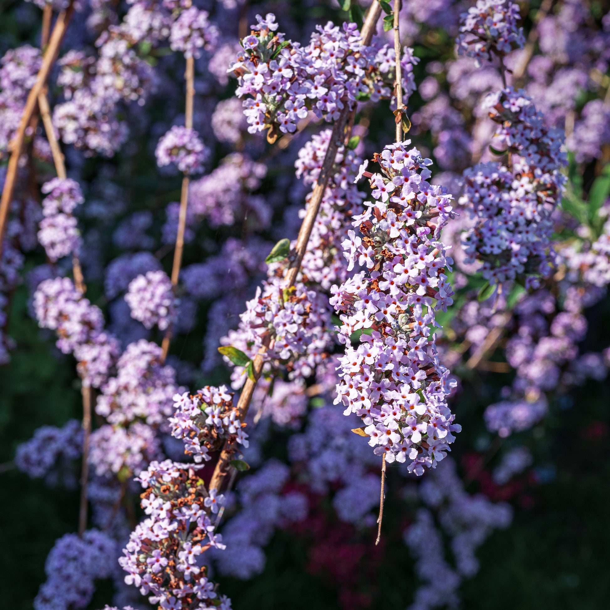 Wechselblättriger Sommerflieder - Buddleja alternifolia - Bakker