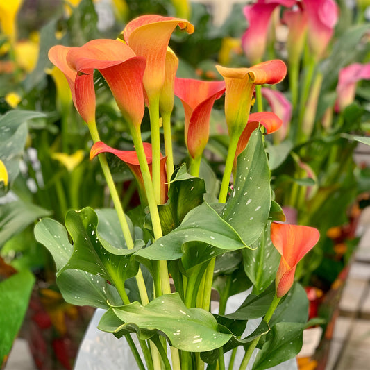Calla-Lilie ‘Peach Pearl’ - Bakker