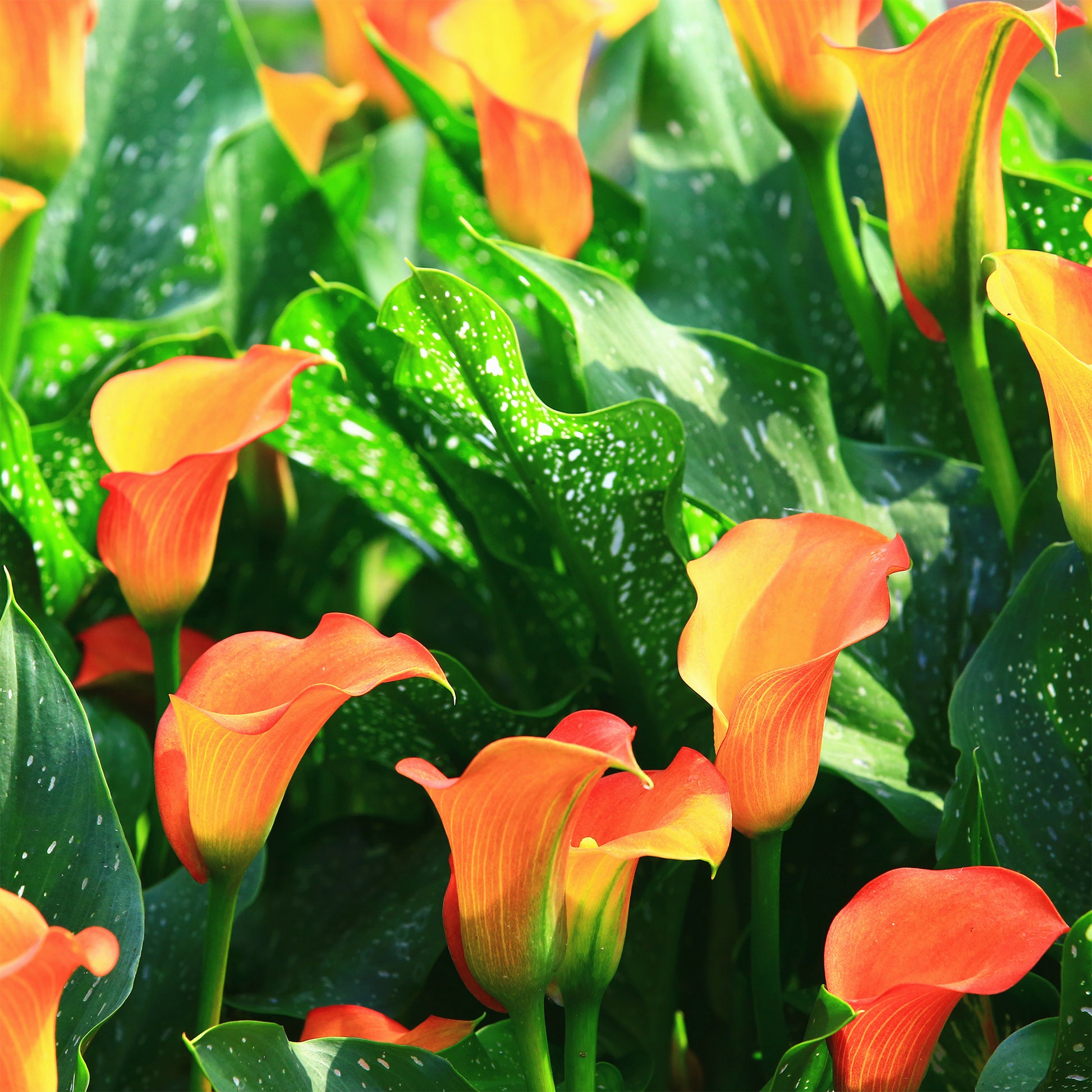 Calla-Lilie ‘Peach Pearl’ - Canna Peach Pearl - Bakker