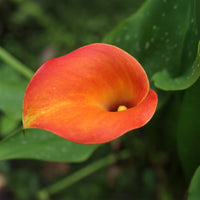 Canna Peach Pearl - Calla-Lilie ‘Peach Pearl’ - Aronstab-Zwiebeln