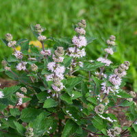 Bartblume ‘Stephi’® Rosa - Caryopteris clandonensis Stephi ® rose - Bakker