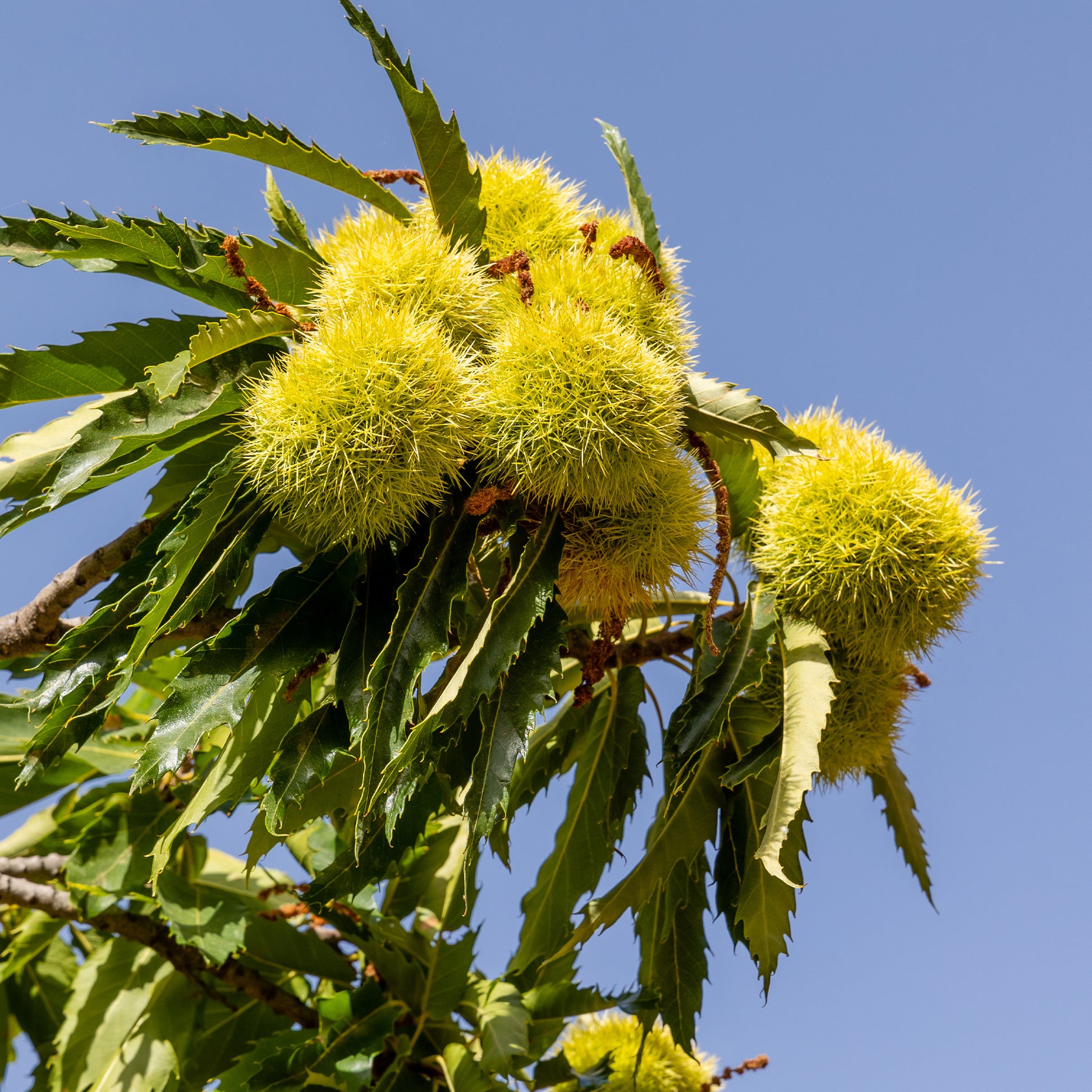 Castanea sativa Marsol - Kastanienbaum Marsol - Kastanie