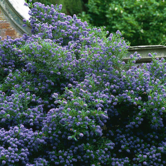 Ceanothus 'Autumnal Blue' - Bakker