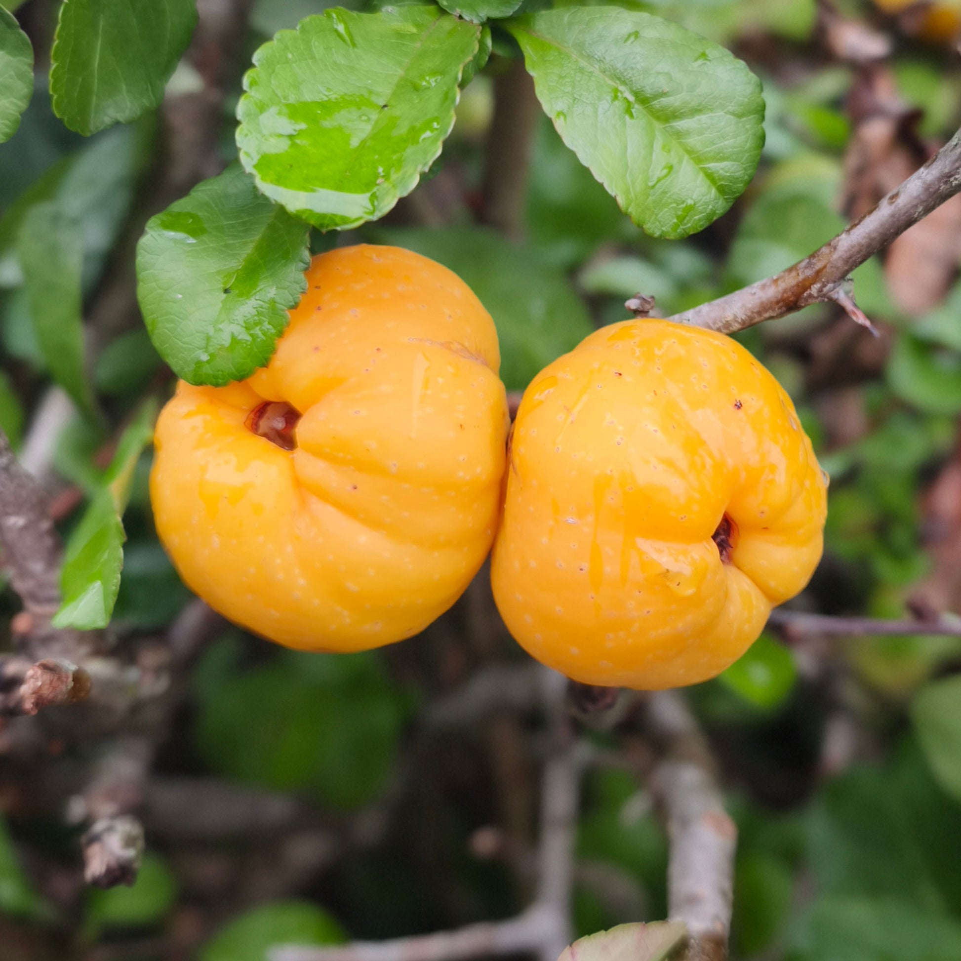 Japanische Quitte Sargentii - Chaenomeles japonica Sargentii - Bakker