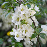 Chaenomeles speciosa Nivalis - Japanische Quitte Nivalis - Chaenomeles - Zierquitte