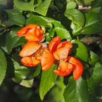 Zierquitte 'Orange Trail' - Bakker