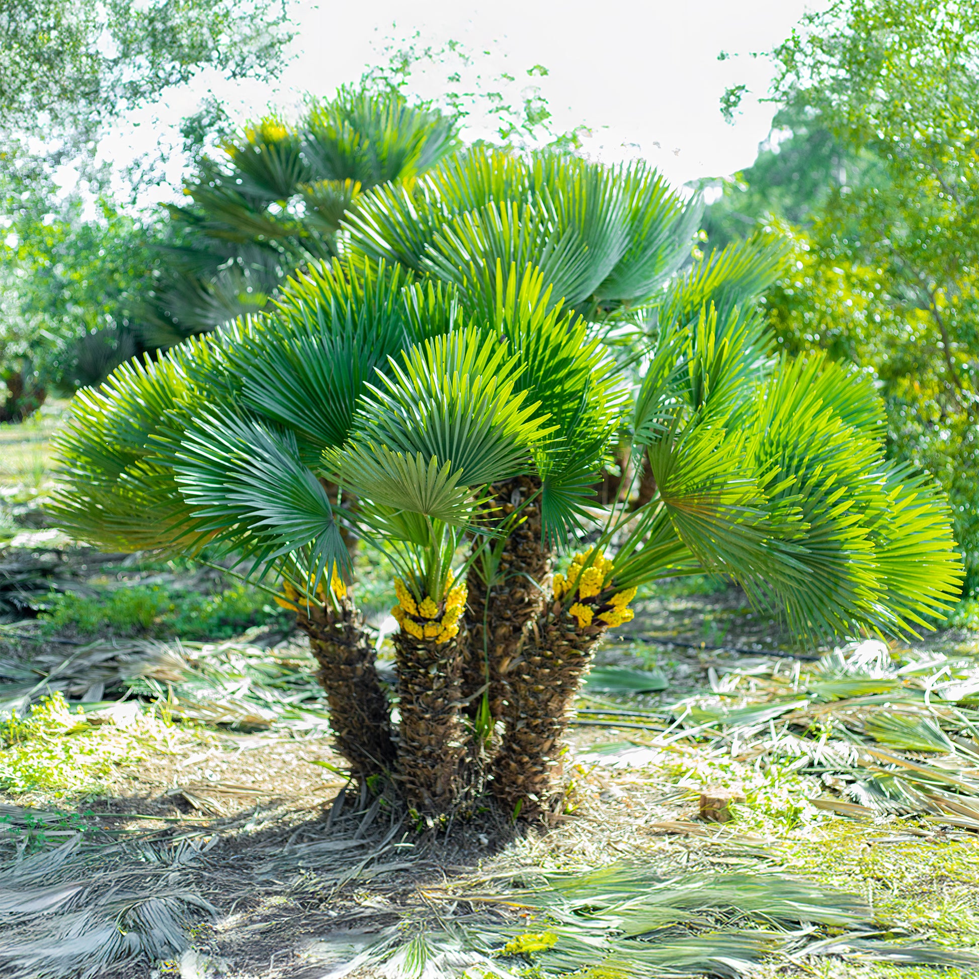 Chamaerops humilis Vulcano  - Zwergpalme Vulcano - Palmen