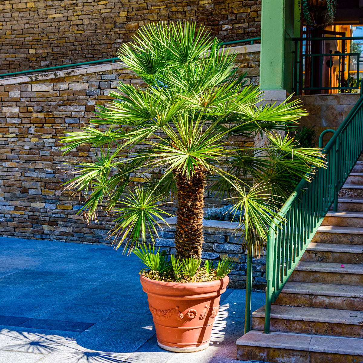 Verkauf Zwergpalme Vulcano - Chamaerops humilis Vulcano 
